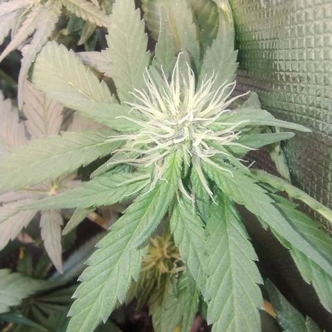 Purple lemonade growlog timeline photo