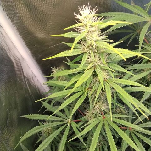 #skunk1 growlog timeline photo
