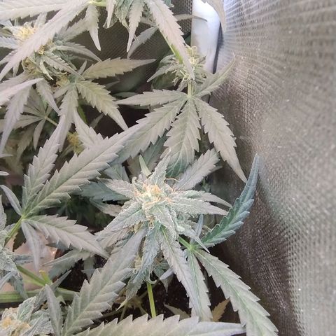 Diabo rojo growlog timeline photo