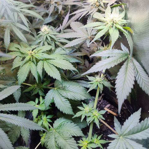 Purple lemonade growlog timeline photo
