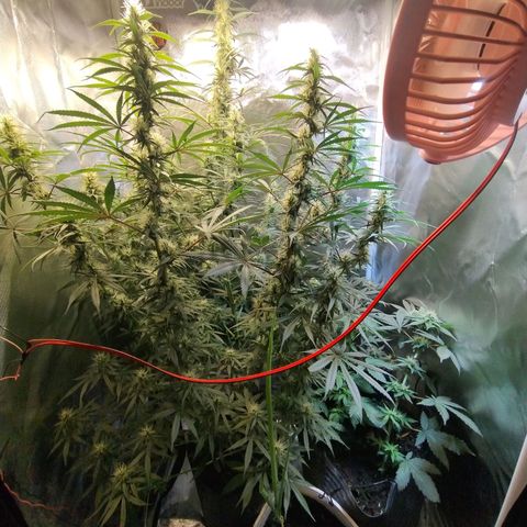 #skunk1 growlog timeline photo