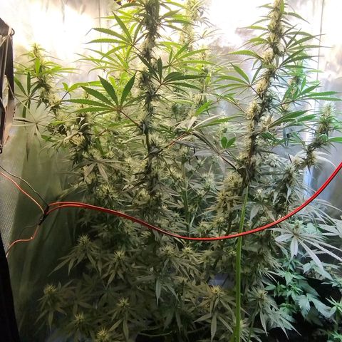 #skunk1 growlog timeline photo