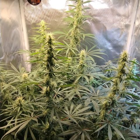 #skunk1 growlog timeline photo