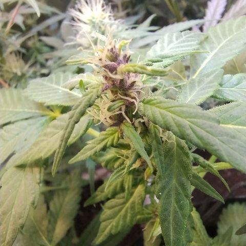 Purple lemonade#2 growlog timeline photo