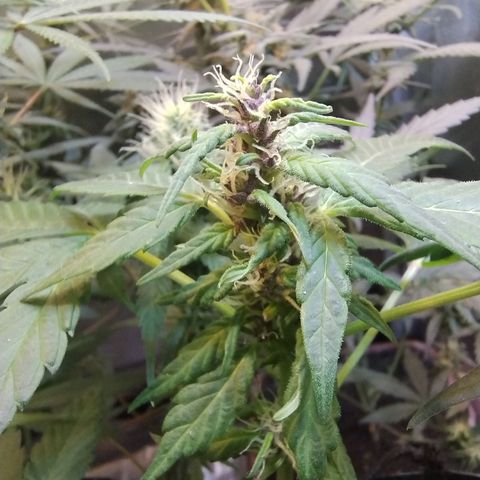 Purple lemonade#2 growlog timeline photo