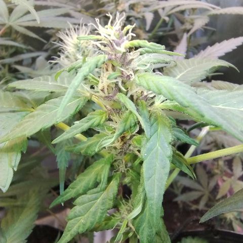 Purple lemonade#2 growlog timeline photo