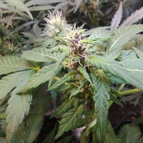 Purple lemonade#2 growlog timeline photo