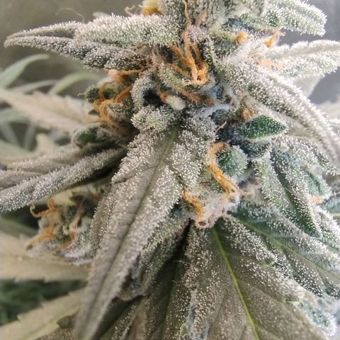 Diabo rojo growlog timeline photo