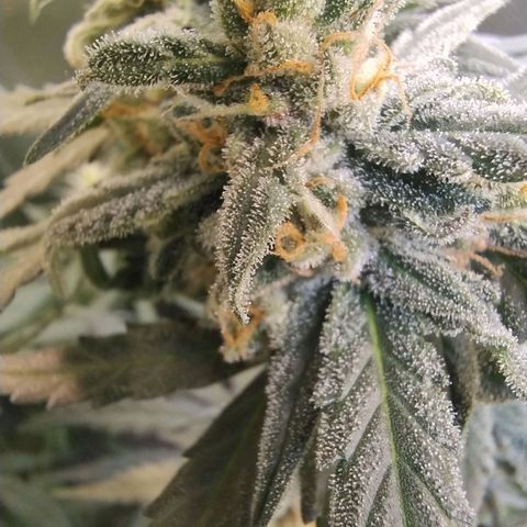 Diabo rojo growlog timeline photo