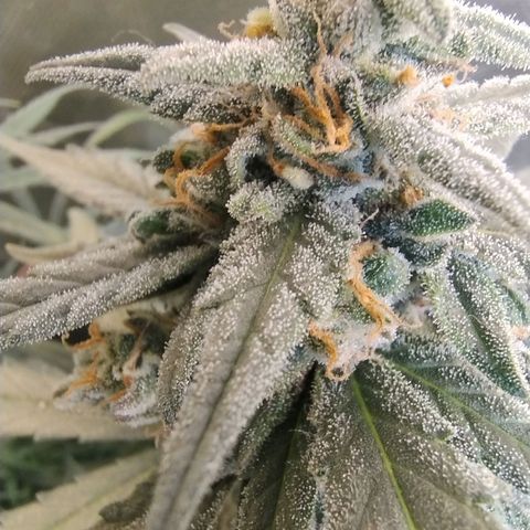 Diabo rojo growlog timeline photo
