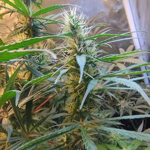 #skunk1 growlog timeline photo