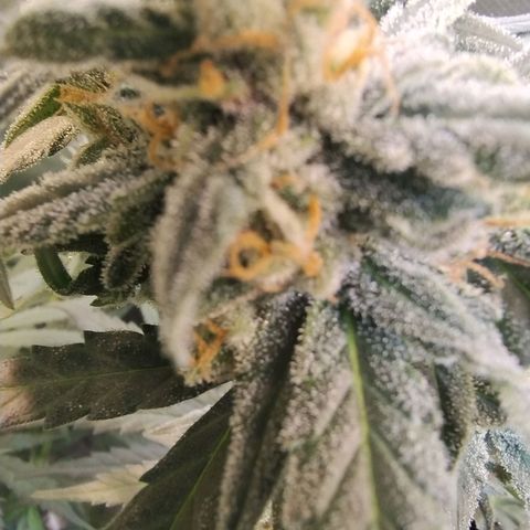 Diabo rojo growlog timeline photo