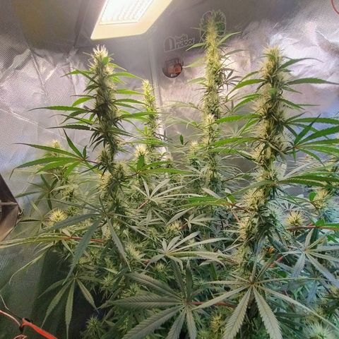 #skunk1 growlog timeline photo