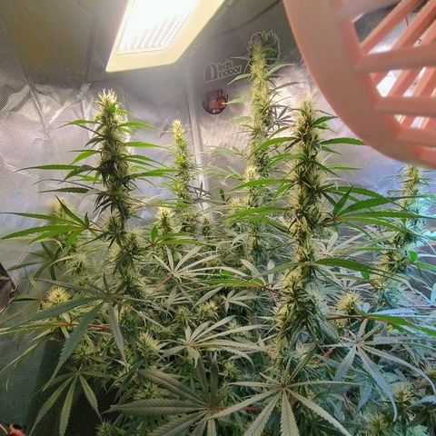 #skunk1 growlog timeline photo
