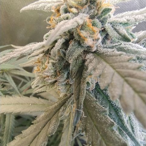 Diabo rojo growlog timeline photo