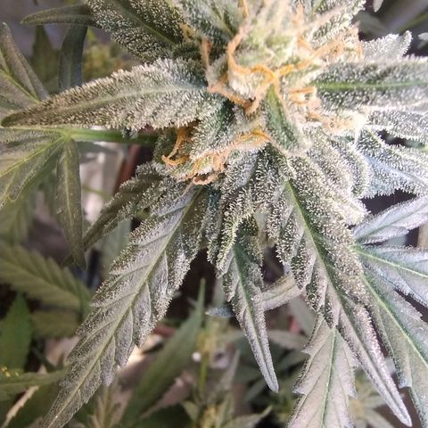 Diabo rojo growlog timeline photo