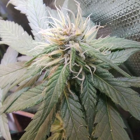 Diabo rojo growlog timeline photo
