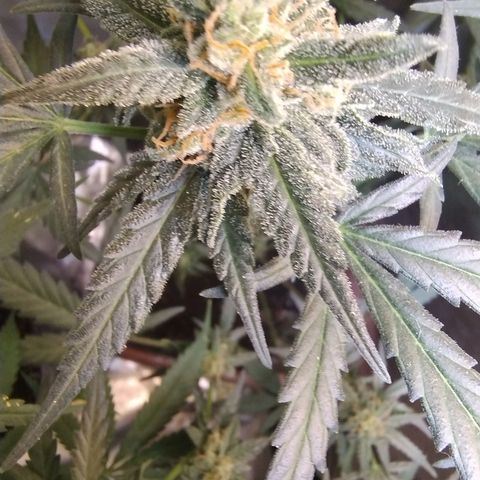 Diabo rojo growlog timeline photo