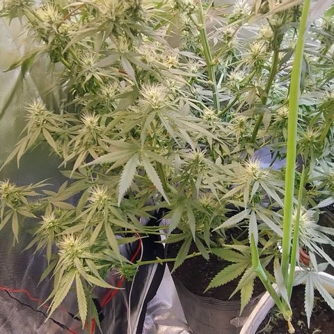 #skunk1 growlog timeline photo