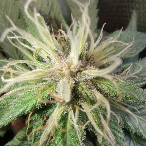 Purple lemonade growlog timeline photo