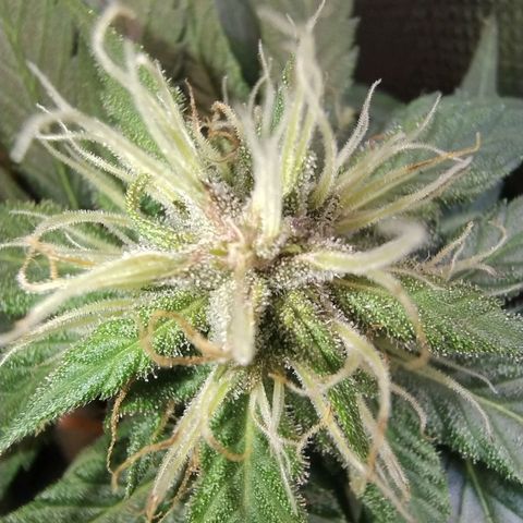 Purple lemonade growlog timeline photo