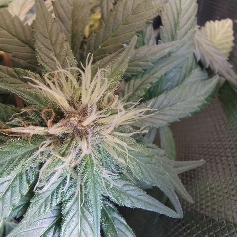Purple lemonade growlog timeline photo