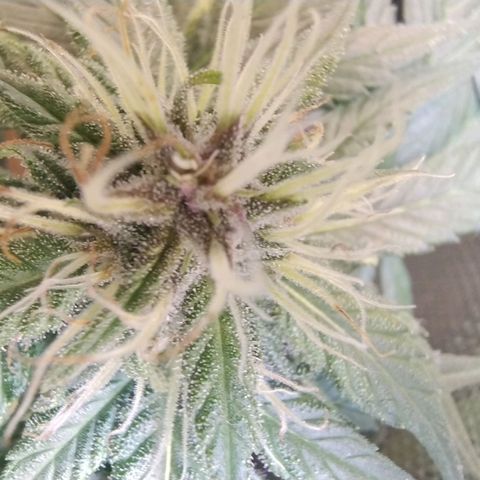 Purple lemonade growlog timeline photo