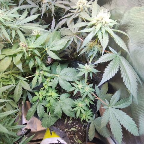 Purple lemonade#2 growlog timeline photo
