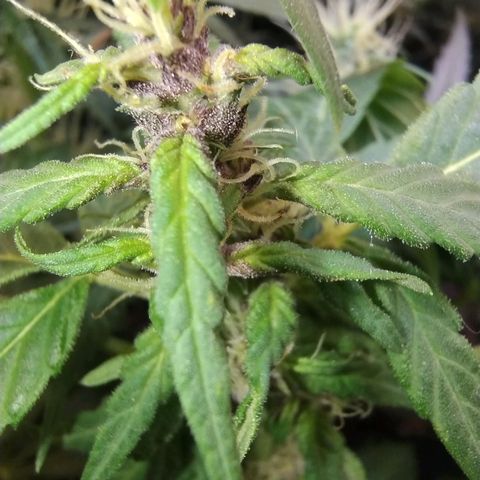 Purple lemonade#2 growlog timeline photo