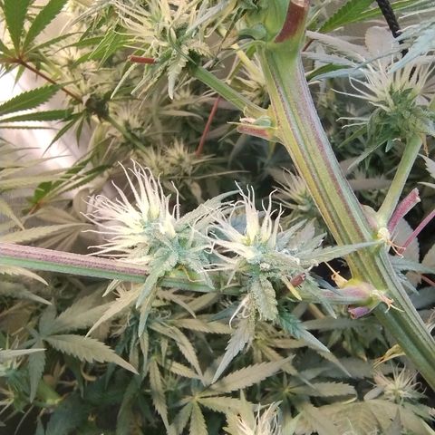 #skunk1 growlog timeline photo