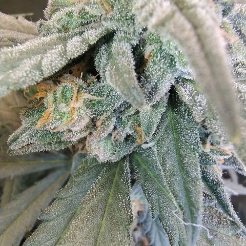 Diabo rojo growlog timeline photo