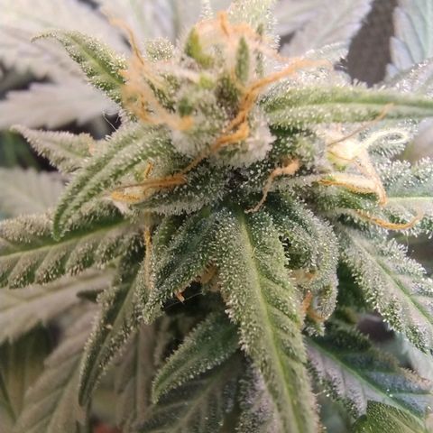 Diabo rojo growlog timeline photo