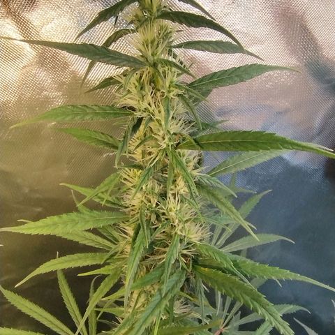 #skunk1 growlog timeline photo