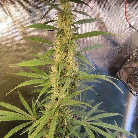 #skunk1 growlog timeline photo