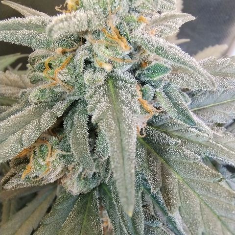 Diabo rojo growlog timeline photo