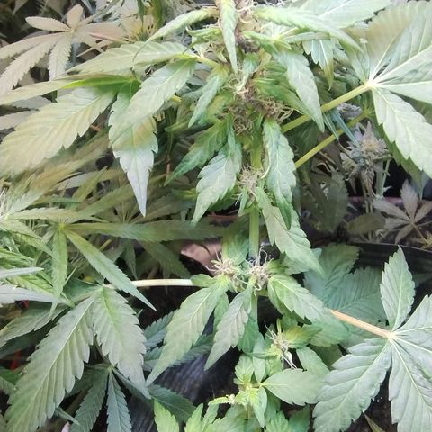 Purple lemonade#2 growlog timeline photo
