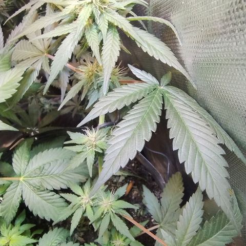 Purple lemonade growlog timeline photo