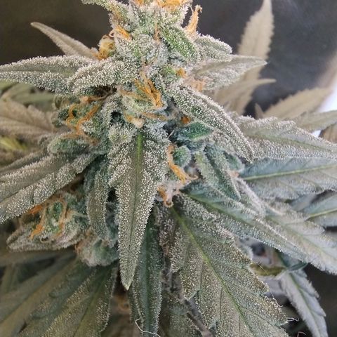 Diabo rojo growlog timeline photo