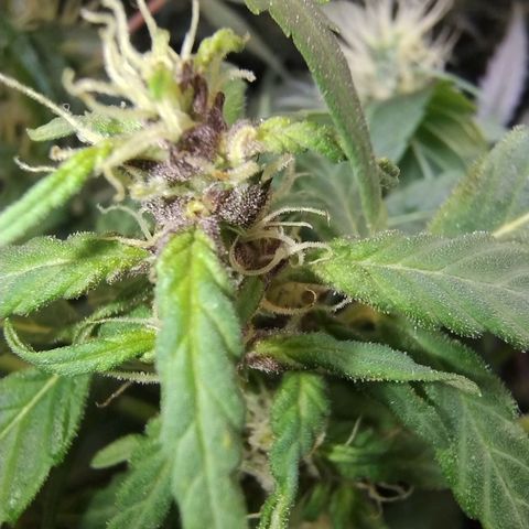 Purple lemonade#2 growlog timeline photo