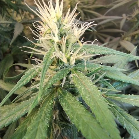 #skunk1 growlog timeline photo