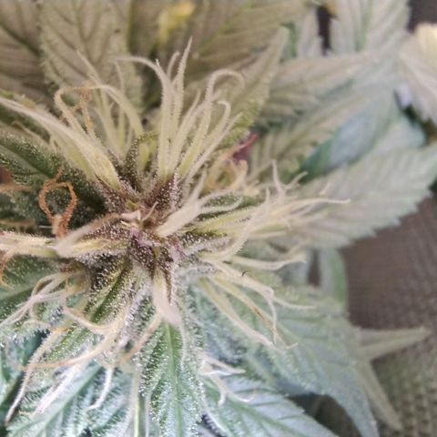 Purple lemonade growlog timeline photo