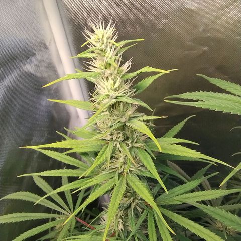 #skunk1 growlog timeline photo