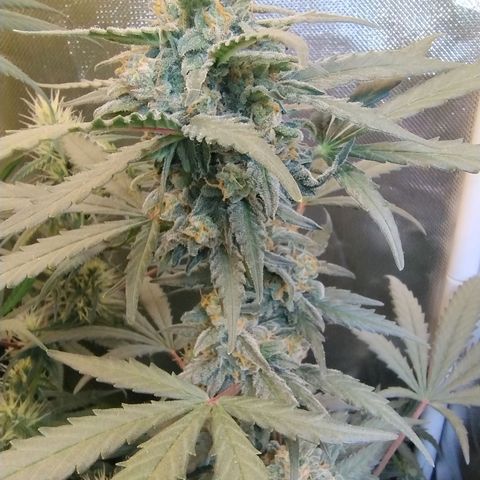 Diabo rojo growlog timeline photo