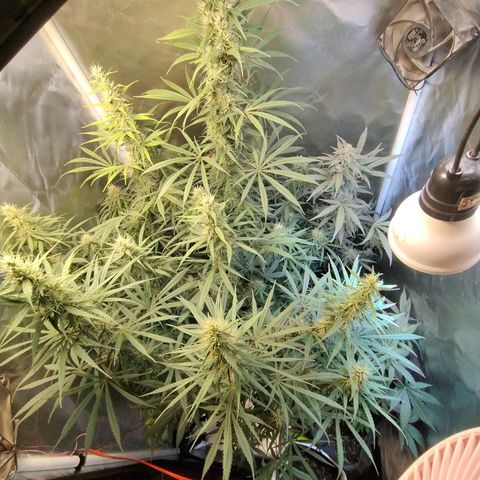 #skunk1 growlog timeline photo