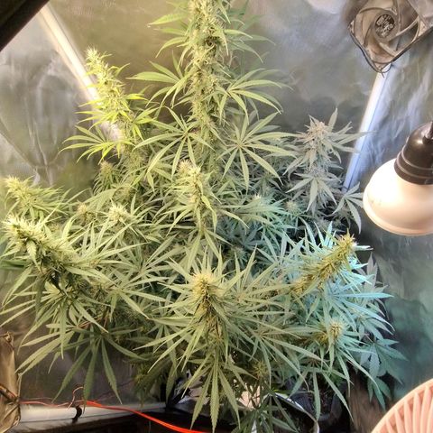 #skunk1 growlog timeline photo
