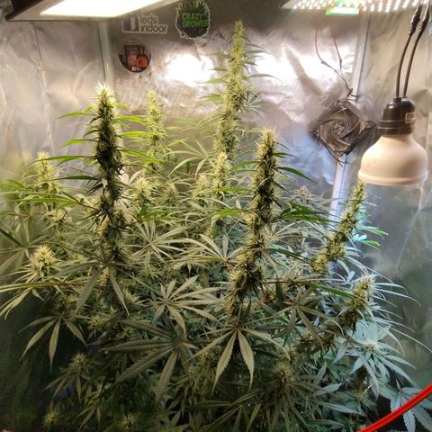 #skunk1 growlog timeline photo