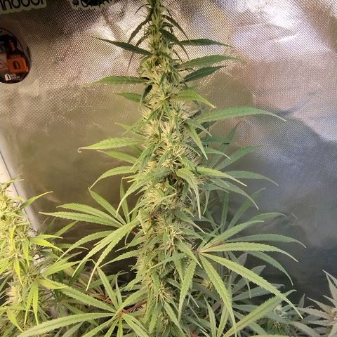 #skunk1 growlog timeline photo