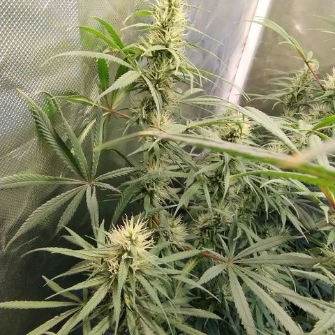 #skunk1 growlog timeline photo