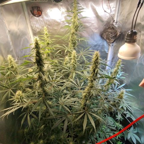 #skunk1 growlog timeline photo