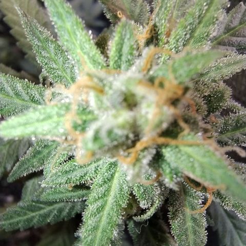 Diabo rojo growlog timeline photo